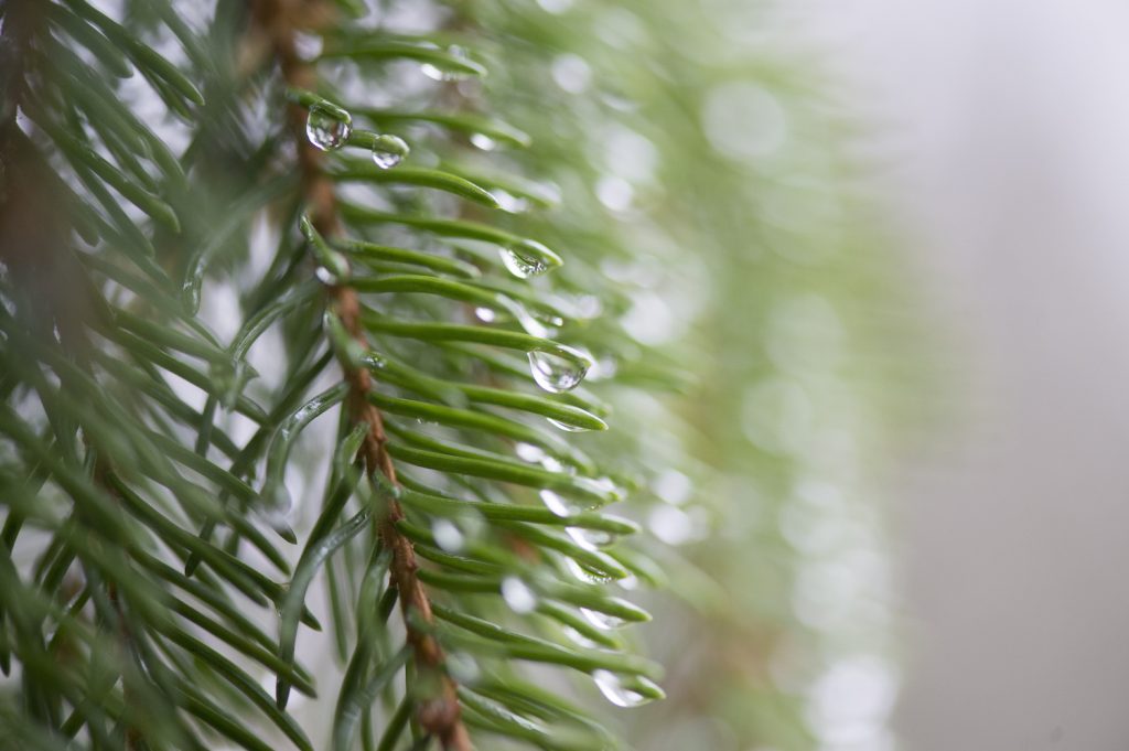 Föredrag: Värmland - Skogslandet