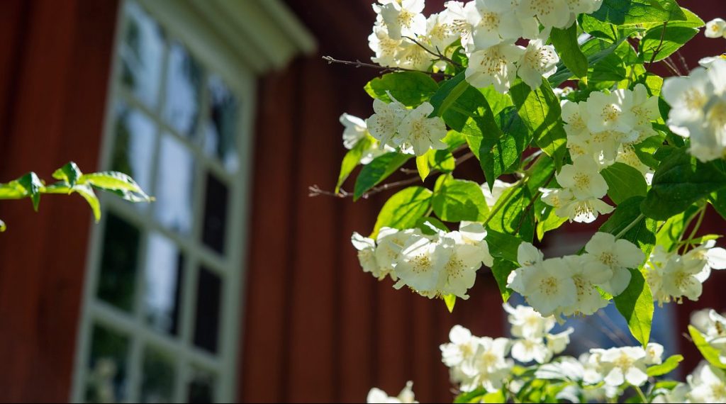 Midsommargudstjänst på tunet
